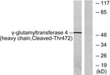 Cleaved-GGT4 HC (T472) rabbit pAb