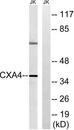 Connexin 37 rabbit pAb