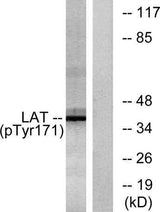 LAT (phospho Tyr200) rabbit pAb