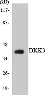 Dkk-3 rabbit pAb