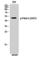 Pdcd-4 (phospho Ser457) rabbit pAb