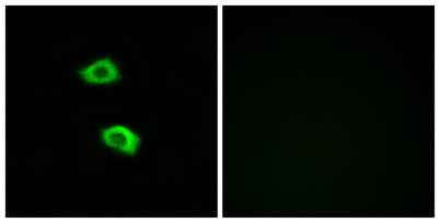 Olfactory receptor 51B5 rabbit pAb