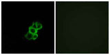Olfactory receptor 8B4 rabbit pAb