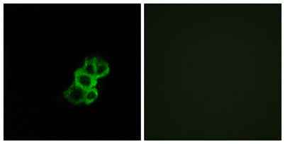 Olfactory receptor 8B4 rabbit pAb