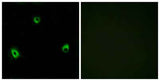 Olfactory receptor 10A4 rabbit pAb