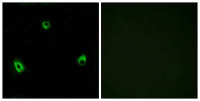 Olfactory receptor 10A4 rabbit pAb