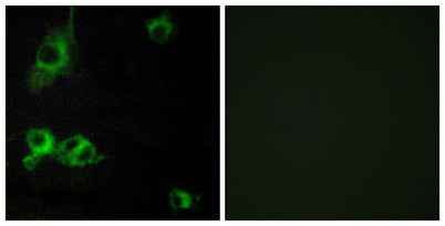 Laminin α-1 rabbit pAb