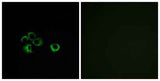Olfactory receptor 2Z1 rabbit pAb