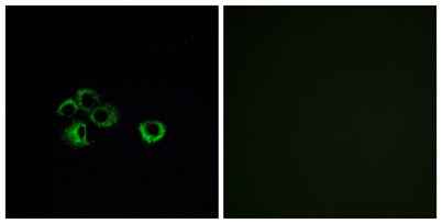 Olfactory receptor 2Z1 rabbit pAb