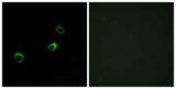 CYB561D1 rabbit pAb