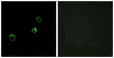 CYB561D1 rabbit pAb