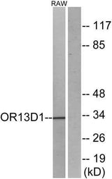 Olfactory receptor 13D1 rabbit pAb