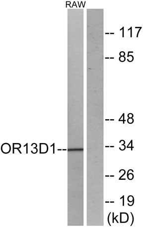 Olfactory receptor 13D1 rabbit pAb