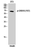 GRB10 (phospho Tyr67) rabbit pAb
