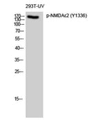 NMDAε2 (phospho Tyr1336) rabbit pAb