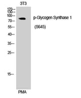 Glycogen Synthase 1 (phospho Ser645) rabbit pAb