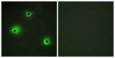 Granzyme H rabbit pAb