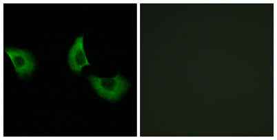 Fibulin-4 rabbit pAb