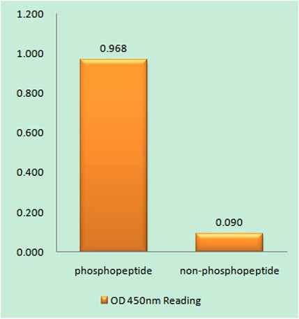 Histone H3.3 (phospho Ser31) rabbit pAb
