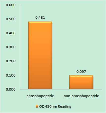 Hck (phospho Tyr410) rabbit pAb