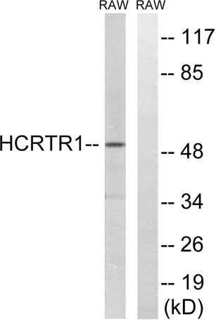 Orexin R-1 rabbit pAb