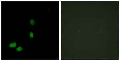 HMG-17 rabbit pAb