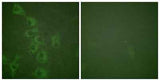Histamine H1 Receptor (phospho Ser398) rabbit pAb