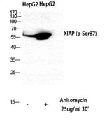 XIAP (phospho Ser87) rabbit pAb