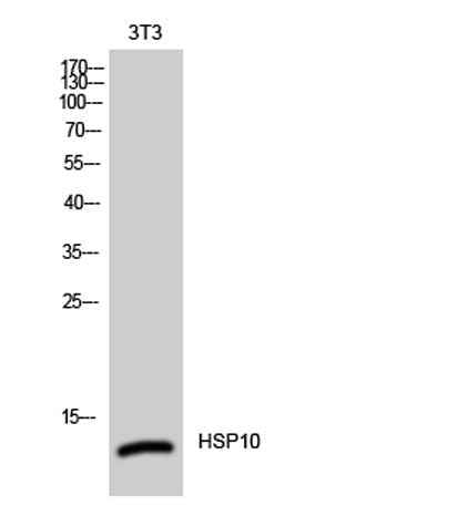 HSP10 rabbit pAb