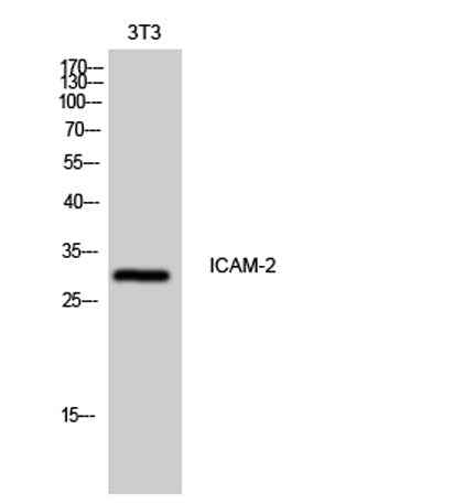ICAM-2 rabbit pAb
