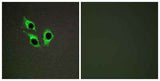 Anoctamin-9 rabbit pAb