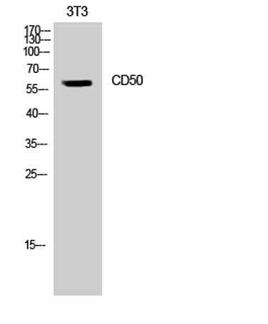 CD50 rabbit pAb