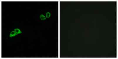 Olfactory receptor 2AT4 rabbit pAb