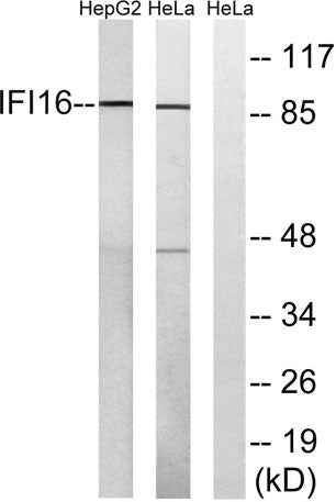 IFI-16 rabbit pAb