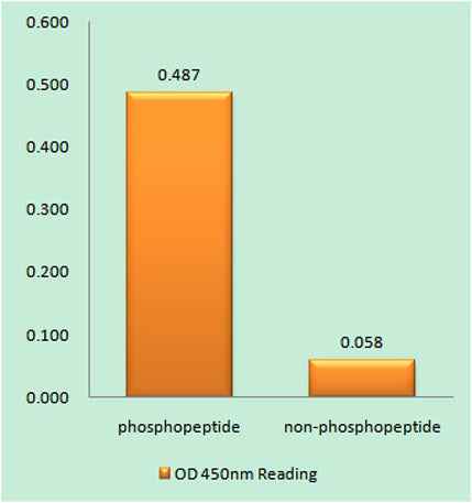 IFN-γRα (phospho Tyr457) rabbit pAb