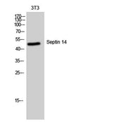 Septin 14 rabbit pAb