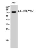 IL-2Rβ (phospho Tyr364) rabbit pAb