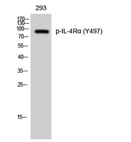 IL-4Rα (phospho Tyr497) rabbit pAb