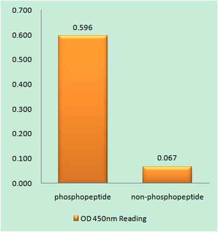 IL-9R (phospho Ser519) rabbit pAb