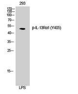 IL-13Rα1 (phospho Tyr405) rabbit pAb