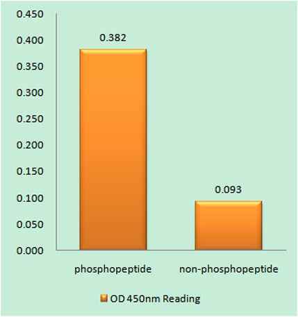 Integrin β1 (phospho Thr789) rabbit pAb