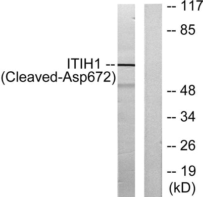 Cleaved-ITI-H1 (D672) rabbit pAb 50µL/100µL