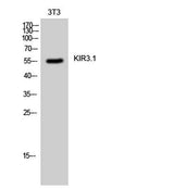 KIR3.1 rabbit pAb