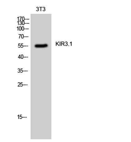 KIR3.1 rabbit pAb