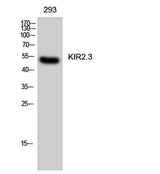 KIR2.3 rabbit pAb