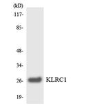 CD159a rabbit pAb 50µL/100µL