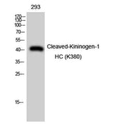 Cleaved-Kininogen-1 HC (K380) rabbit pAb