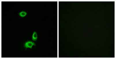 Olfactory receptor 56B1 rabbit pAb