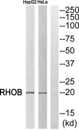 Rho B rabbit pAb