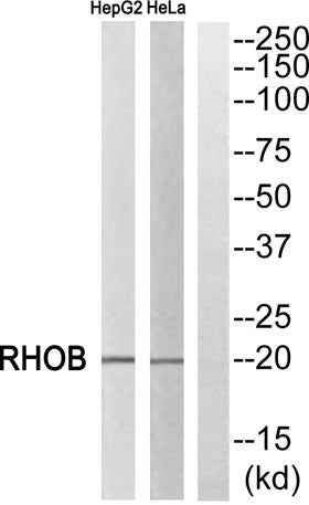 Rho B rabbit pAb